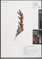 Foto von Salix purpurea L.
